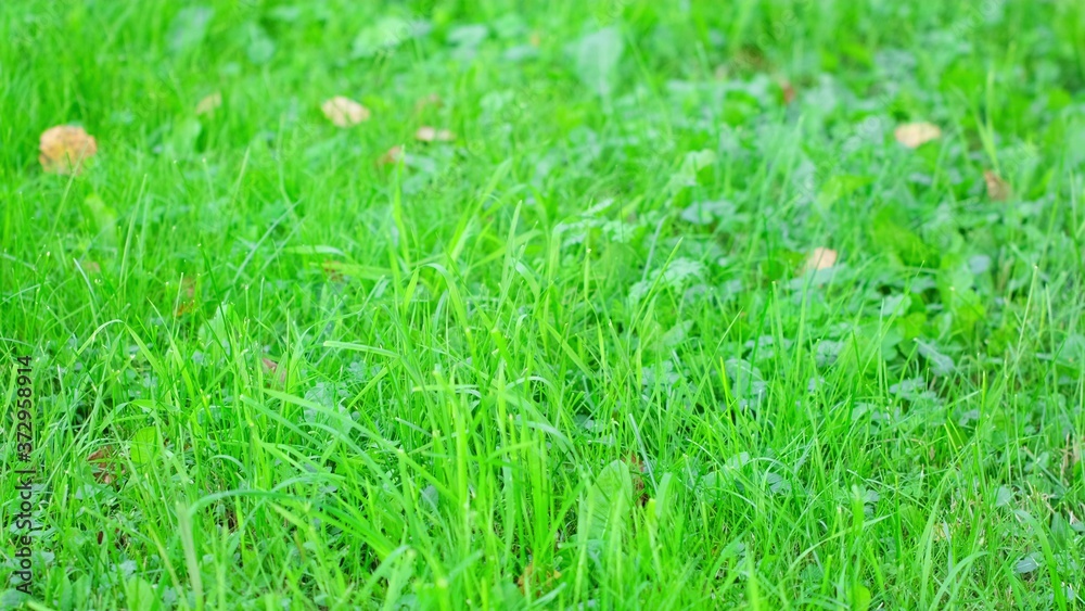 Green grass field close-up. Summer day light Green grass field close-up. Summer day light