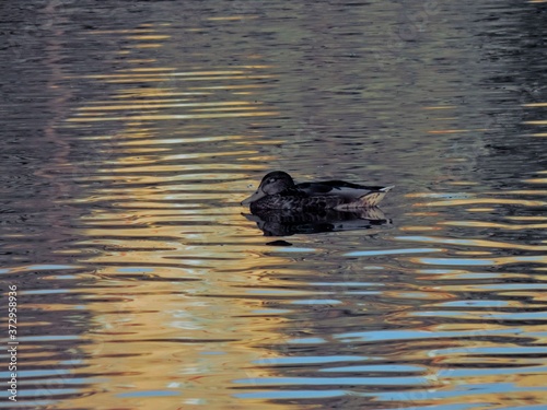 duck on the water