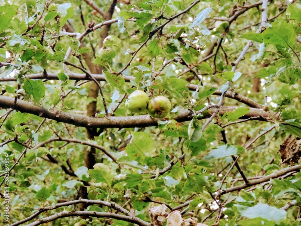 apple tree blossom apple tree blossom