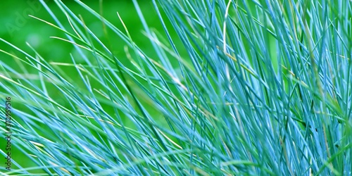 Niebieska trawa - kostrzewa sina (Festuca glauca)