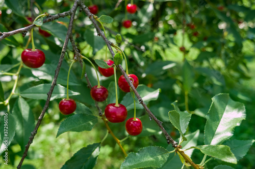 Close up of red cherries on a tree branch in the garden with blur background