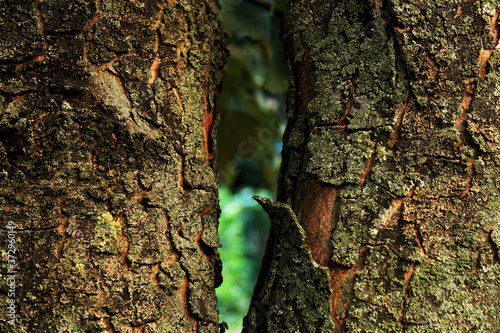 Bilde på lerret chink between two, old trees with cracking bark with moss on it