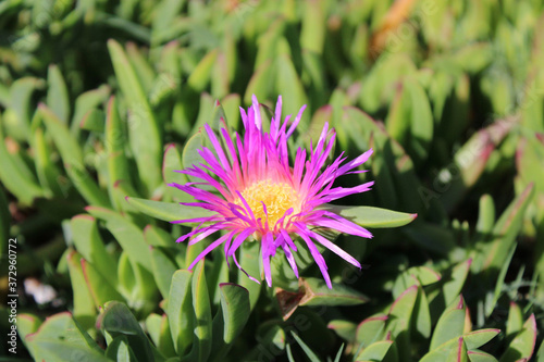 Closeup shot of a purple Karkalla flower in a garden photo