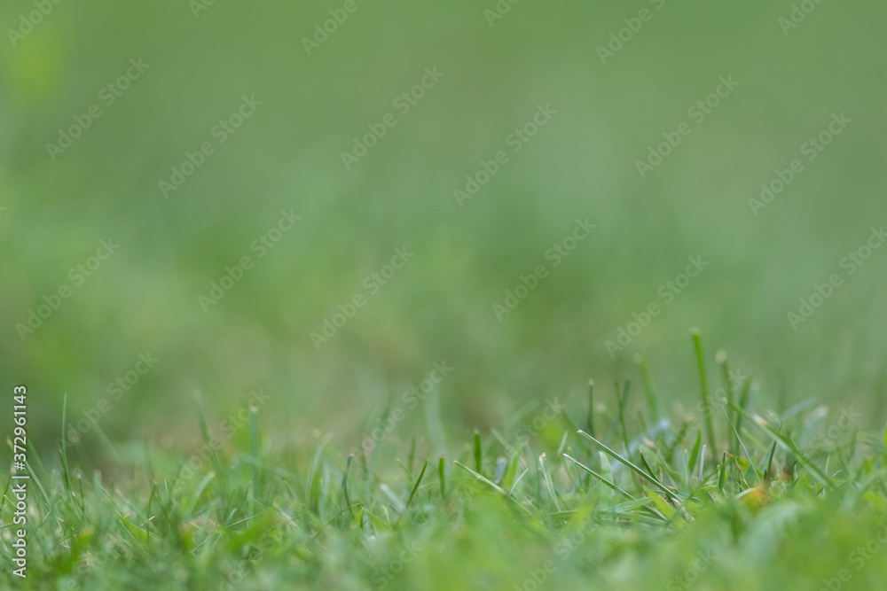 Green grass background copy space text