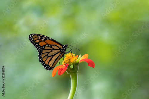 Monarch Butterfly, Danaus plexippuson, on orange Mexican Sunflower, Tithonia, green background