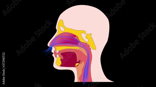 Breathing through the nose 4K