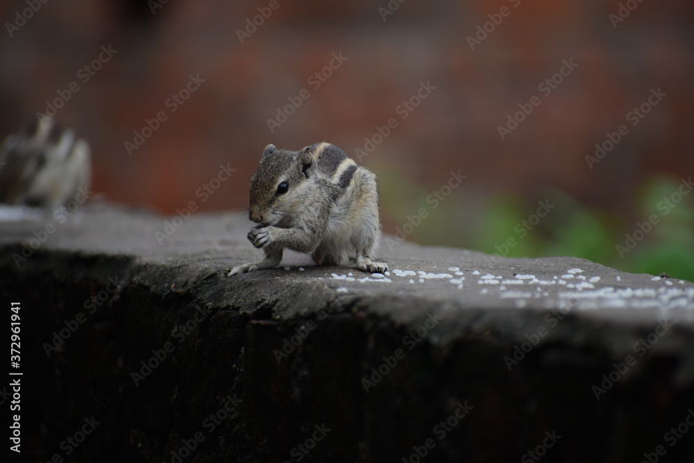 The Indian palm squirrel or three-striped palm squirrel (Funambulus palmarum) resting on tree branch- It is a species of rodent in the family Sciuridae found naturally in India and Sri Lanka.