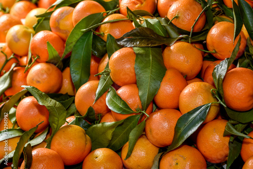 full frame orange mandarins with green leaves, Tangerine