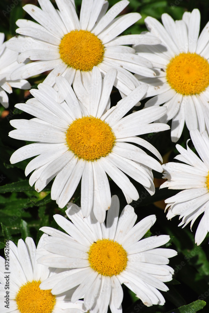 Obraz premium daisies on white background