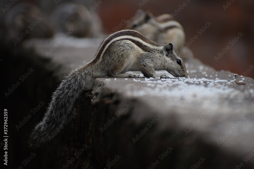 The Indian palm squirrel or three-striped palm squirrel (Funambulus palmarum) resting on tree branch- It is a species of rodent in the family Sciuridae found naturally in India and Sri Lanka. The Indian palm squirrel or three-striped palm squirrel (Funambulus palmarum) resting on tree branch- It is a species of rodent in the family Sciuridae found naturally in India and Sri Lanka.
