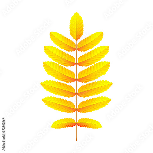 Bright autumn rowan leaf