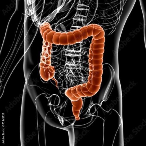 Large Intestine 3D Illustration Human Digestive System Anatomy