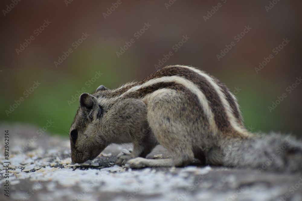 The Indian palm squirrel or three-striped palm squirrel (Funambulus palmarum) resting on tree branch- It is a species of rodent in the family Sciuridae found naturally in India and Sri Lanka. The Indian palm squirrel or three-striped palm squirrel (Funambulus palmarum) resting on tree branch- It is a species of rodent in the family Sciuridae found naturally in India and Sri Lanka.