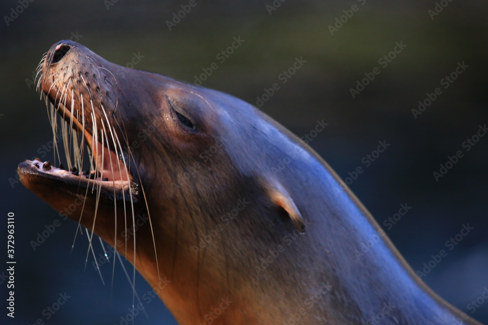 Fototapeta premium Seelöwe