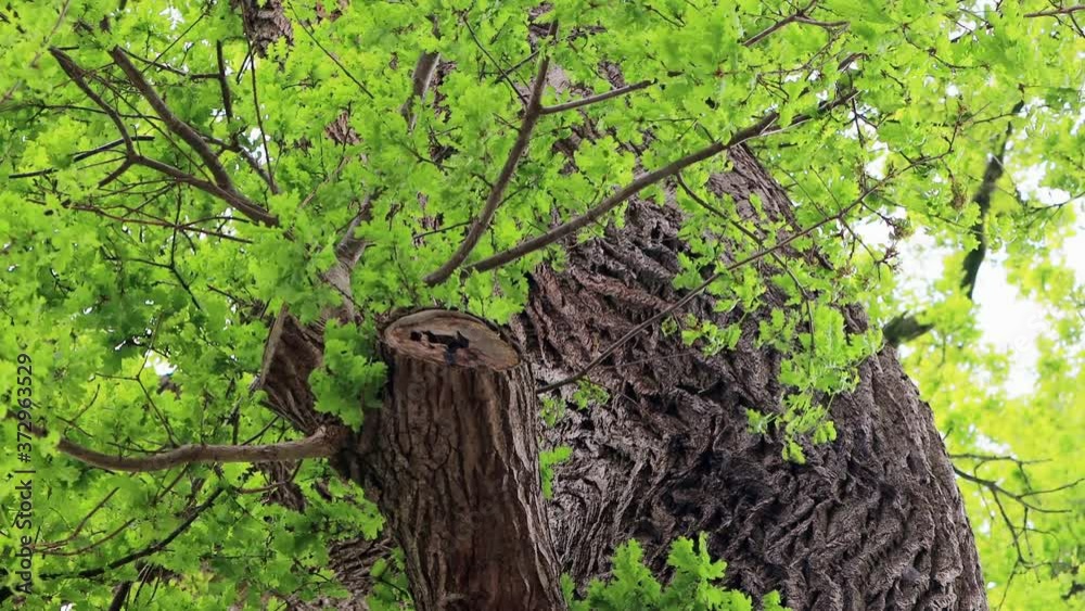 old oak tree, nature landscape
old oak tree, nature landscape