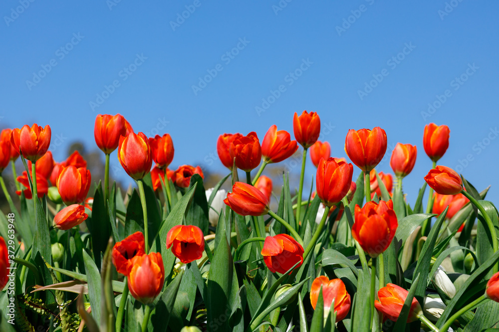 red tulips with blue sky