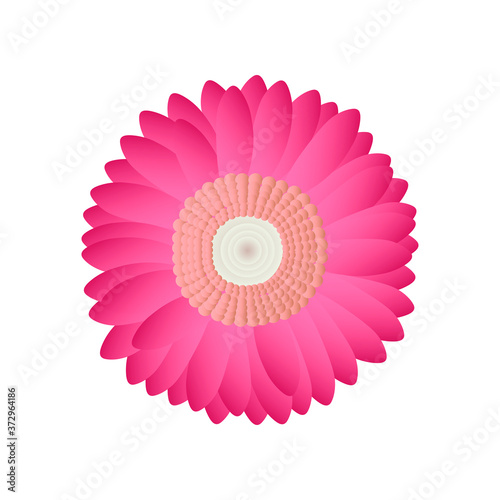 Gerbera pink flower on white isolated background . no shadows. Nature.  Can be used for  clothing. Use for print  surface design  fashion wear. For design of album  scrapbook  card and invitation