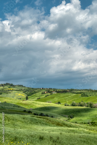 beau paysage de colline en  Toscane au printemps avec champ de bl  