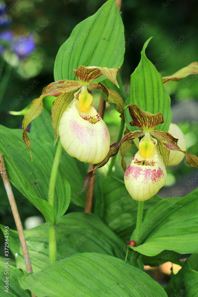 Frauenschuh (Cypripedium)