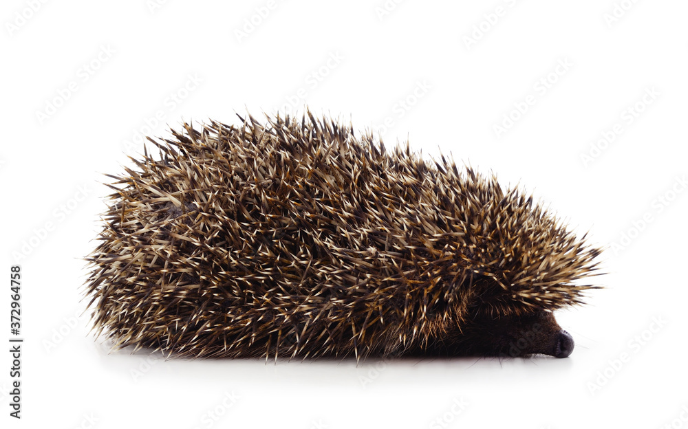One brown hedgehog. One brown hedgehog.