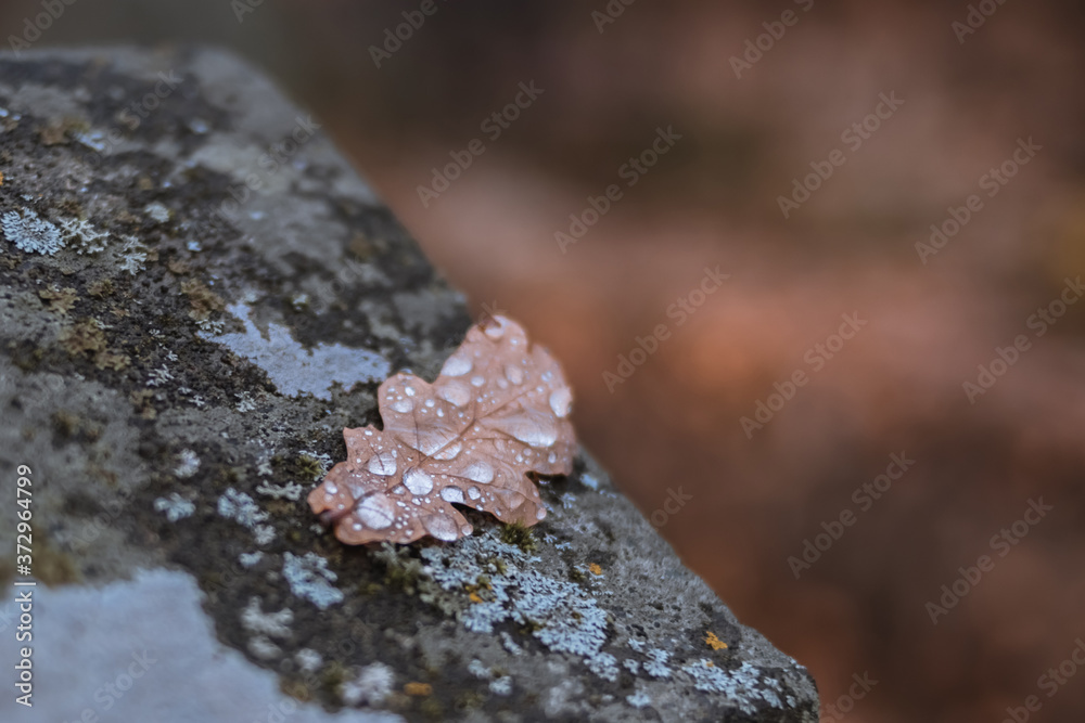 Fototapeta premium lichen on the stone and oak leave with water drops
