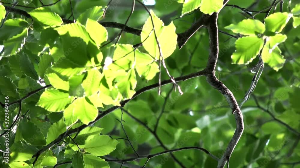 Leaves of Trees Waving in the Wind Leaves of Trees Waving in the Wind