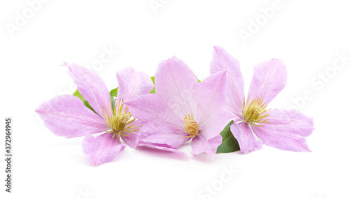 Purple clematis with green leaves.