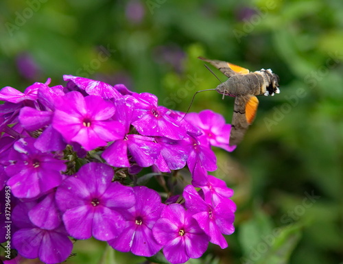 Russia. kuznetsk alatau. Hovering over the blooming Phlox, the common hawk-moth (or big-billed star). This moth does not land on the flower while collecting nectar. photo