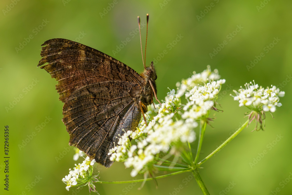 Obraz premium Peacock Butterfly - Inachis io, beautiful colored brushfoot butterfly from European meadows and gardens, Zlin, Czech Republic.