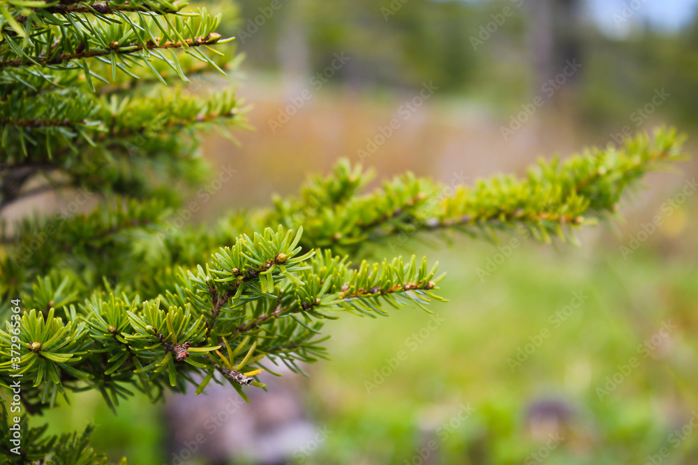 Green pine needles