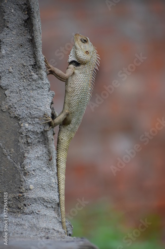 The Indian chameleon(Chamaeleo zeylanicus) is found in Sri Lanka, India, and other parts of South Asia. This species has a long tongue, feet that are shaped into bifid claspers, a prehensile tail. © Sneha