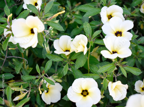 Blooming white-brown flowers  with green leaves on a blurred background in the garden