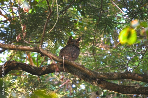 owl on tree at sunny day. Minas Gerias, Brazil photo
