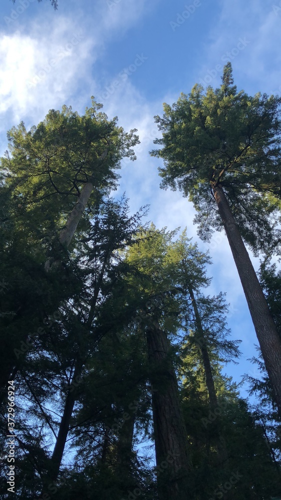 Forest Treetop