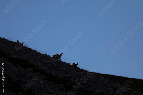 Rebaño de rebecos pirenaicos o sarrios (Rupicapra pyrenaica) pastando en un prado alpino del Pirineo una mañana de verano