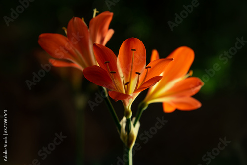 Orange clivia. Houseplant. Flower on a dark background.