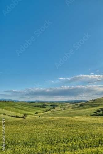 beau paysage de colline en  Toscane en Italie au printemps avec champ de bl  