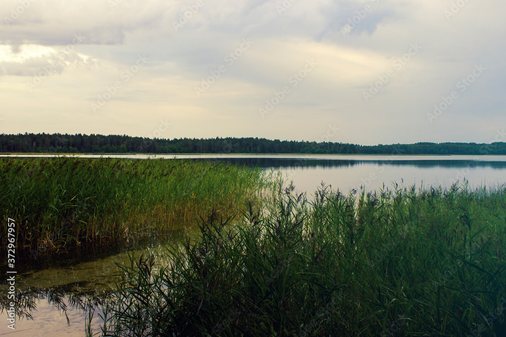 Beautiful view of the lake with reeds. Summer time in the morning Beautiful view of the lake with reeds. Summer time in the morning