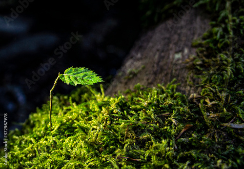 One small green leaf on a twig close up against a background of moss. Ecology concept. Selective focus. Copy space. Botany photo