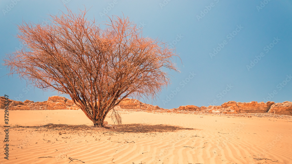 Fototapeta premium tree in the sand dunes