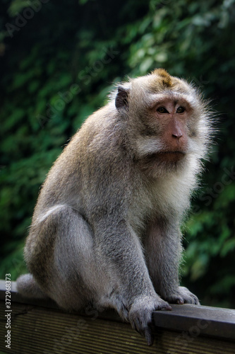 The Ubud Monkey Forest is a nature reserve and Hindu temple complex in Ubud, Bali, Indonesia. Macaca, macaque.
