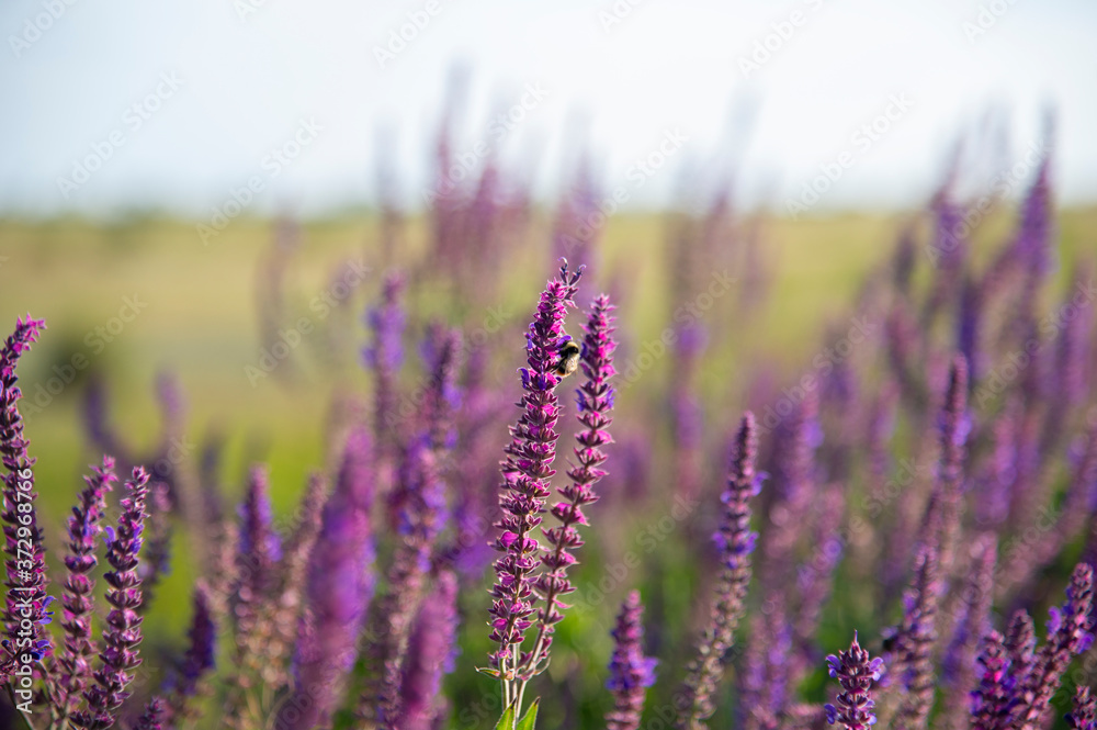 Fototapeta premium Flowers of purple meadow flowers and a bumblebee on a flower.