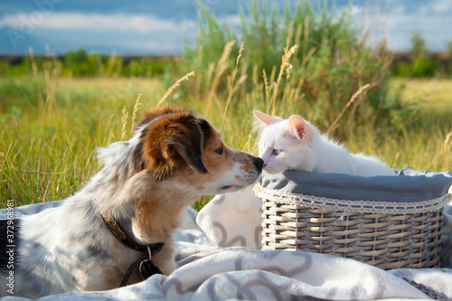 The dog touched its nose with a kitten in a basket