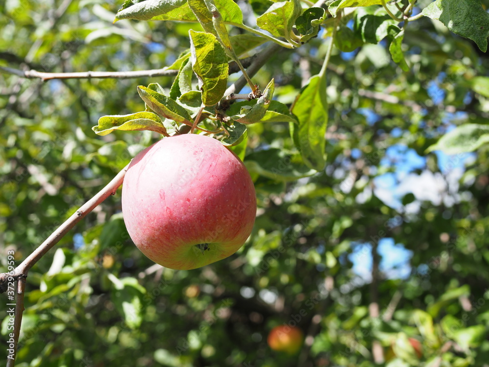 Single Bright Red Apple on a Branch Single Bright Red Apple on a Branch
