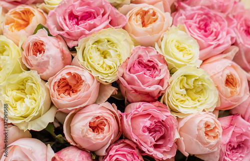 Man with bunch of pink and yellow roses. Young man holding a big bouquet of pink and yellow peonies roses in Women s day. Fresh roses flowers.