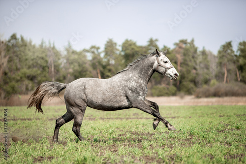 Beautiful horses gallop across the green field