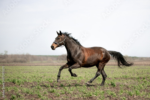 Fototapeta Naklejka Na Ścianę i Meble -  Beautiful horses gallop across the green field