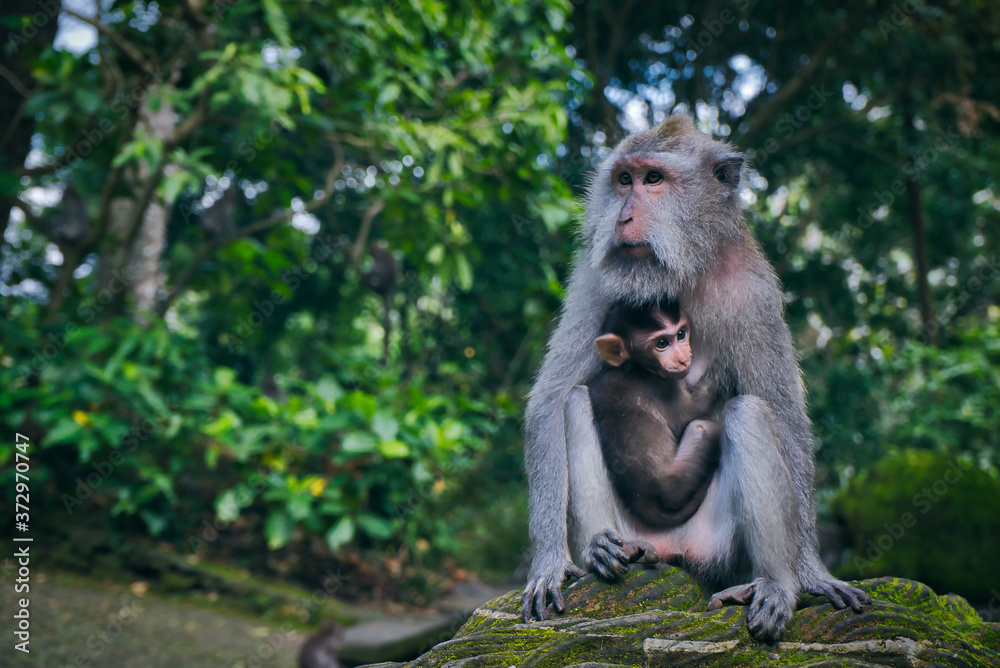 Monkey forest in Bali, ubud. Concept about nature and animals. Monkey forest in Bali, ubud. Concept about nature and animals.