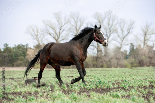 Beautiful horses gallop across the green field