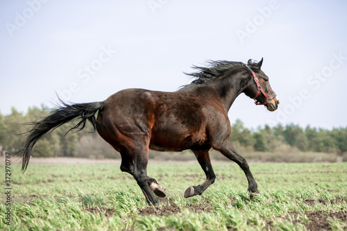 Beautiful horses gallop across the green field